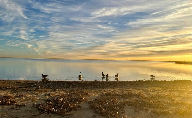Texas lake at sunrise with geese on the shore and dramatic clouds